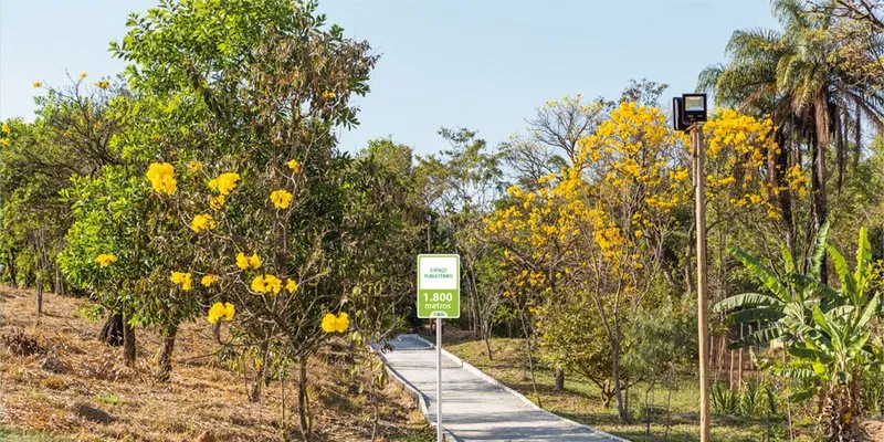 Pista de caminhada entre ipês amarelos floridos